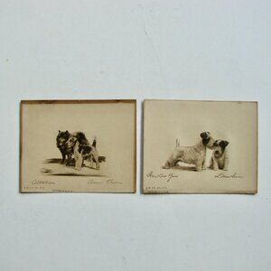 Vintage Antique Dog Art Etching Prints Terriers Chow Samoyed New York 5" x 4"